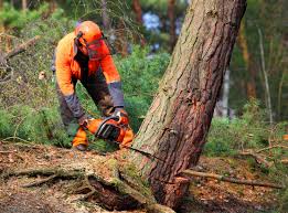 Organic Lawn Care Solutions in Denison, TX