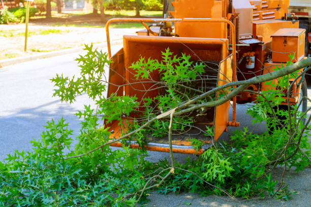 Best Aeration Services  in Denison, TX