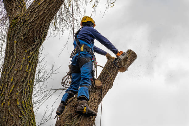 Best Storm Damage Tree Cleanup  in Denison, TX