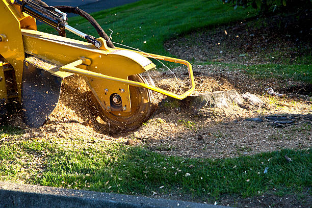Best Sod Installation  in Denison, TX