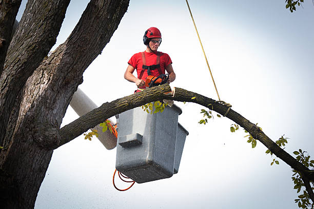 Best Tree Trimming and Pruning  in Denison, TX