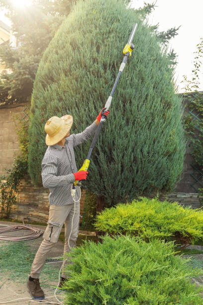 Professional Tree Services in Denison, TX