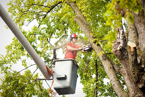 Best Leaf Removal  in Denison, TX